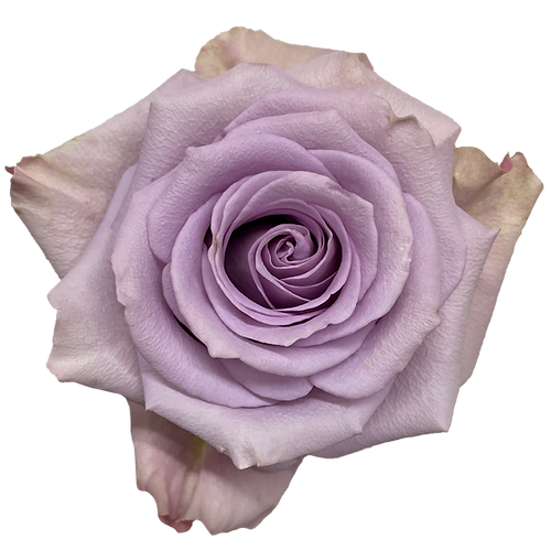 Roses Silver Star