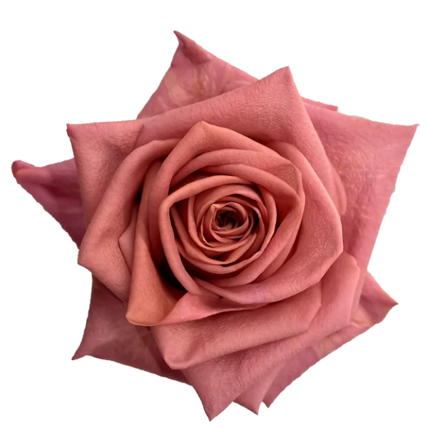 Roses Barista
