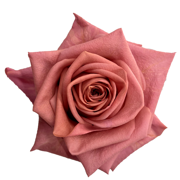 Roses Barista