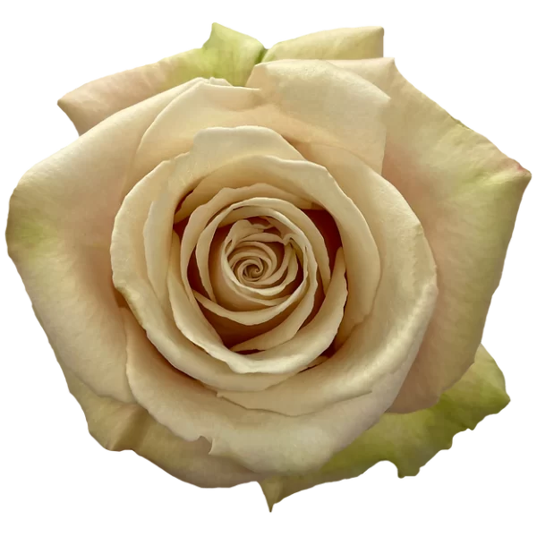 Roses Sahara