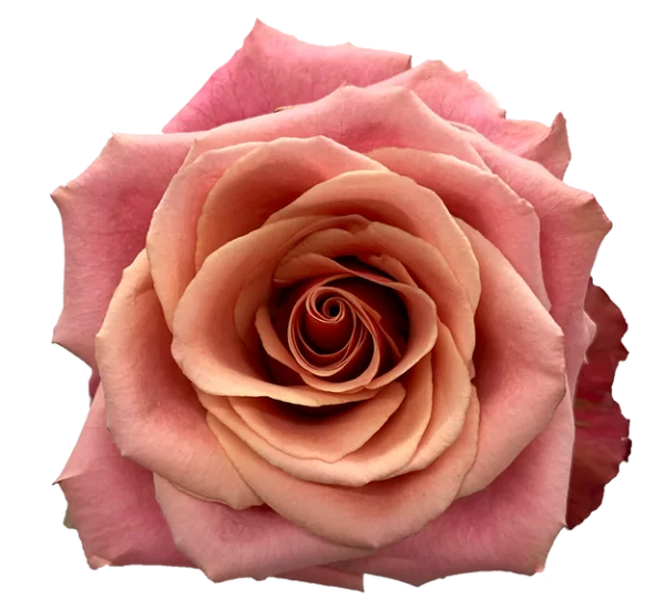 Roses Cold Brew