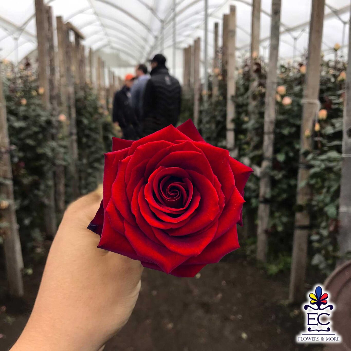 Flowers Farm direct Ecuador Flowers