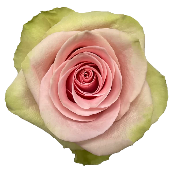 Roses Absolut in Pink