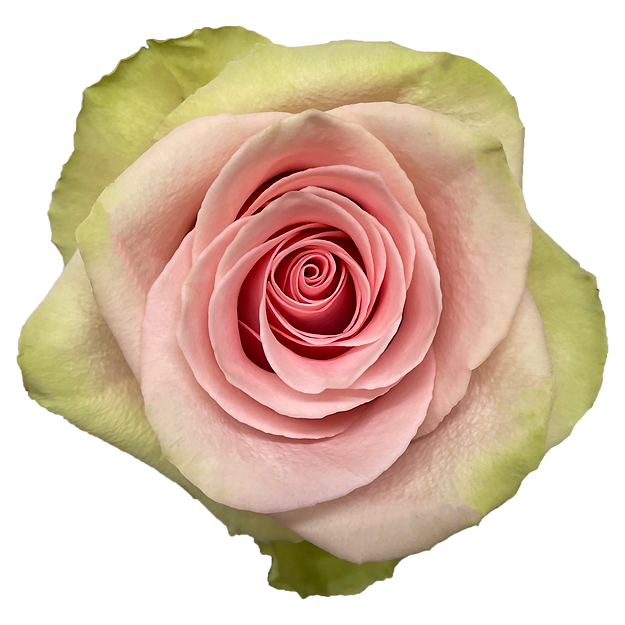 Roses Absolut in Pink
