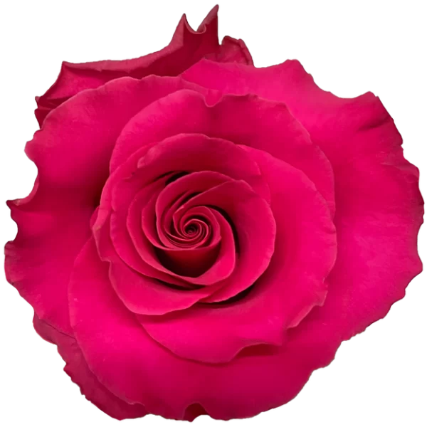 Roses Jacaranda