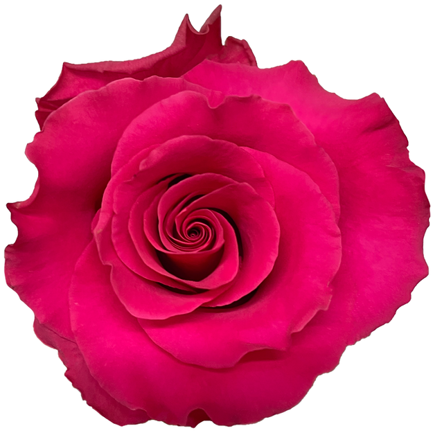 Roses Jacaranda