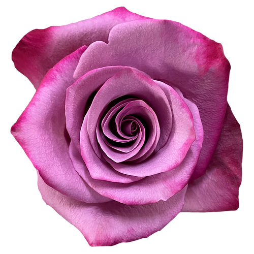 Roses Violet Hill