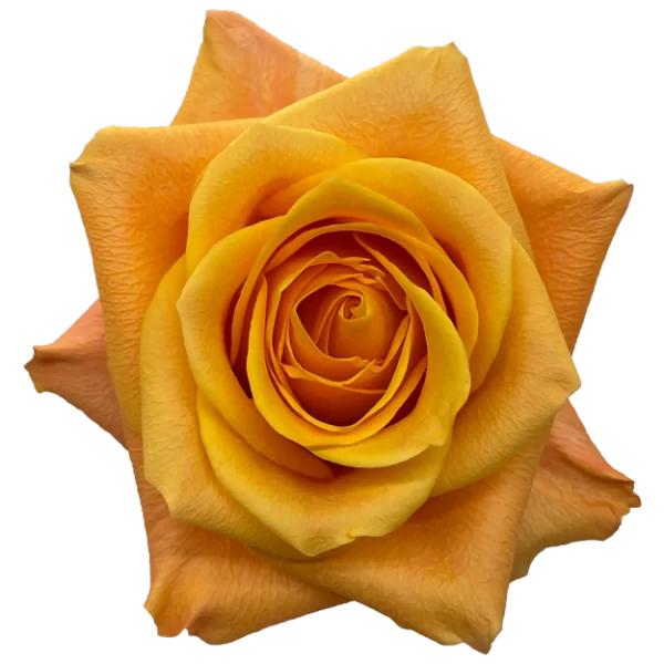 Roses Aloha