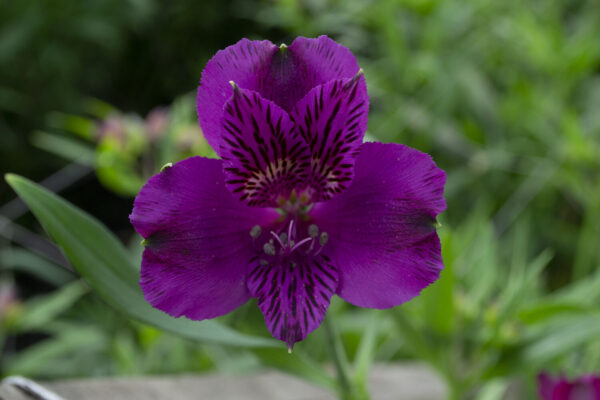 Alstromelias Purple