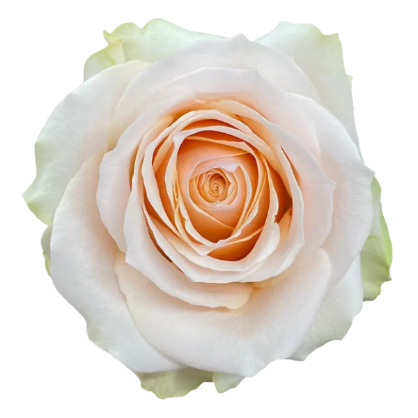 Roses Arena