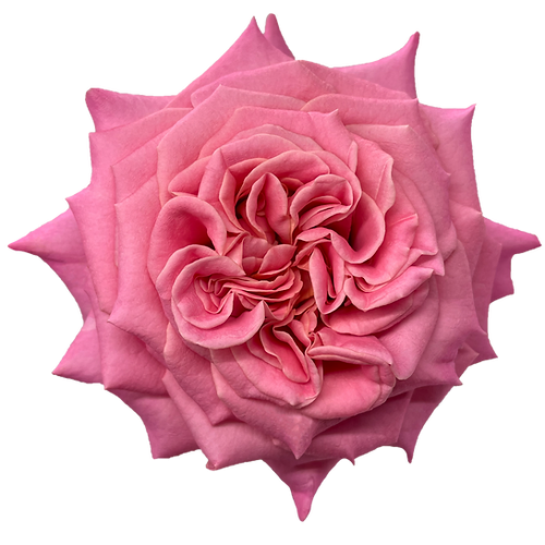 Garden Rose Ashley
