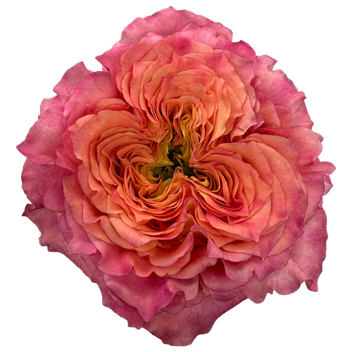 Garden Rose Ashley Spirit