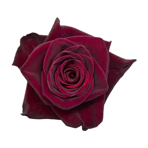 Roses Black Baccara