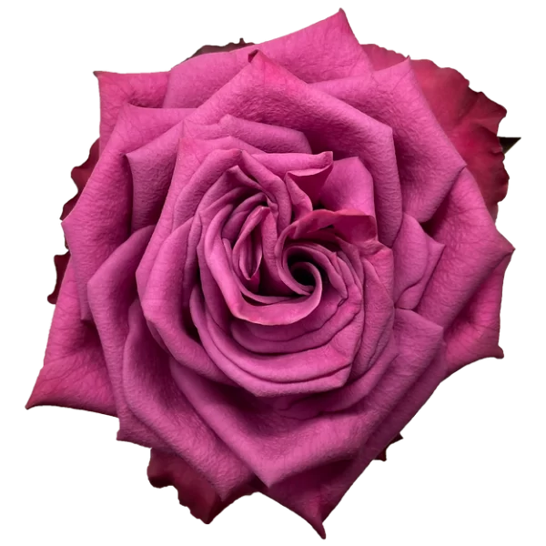 Roses Blueberry