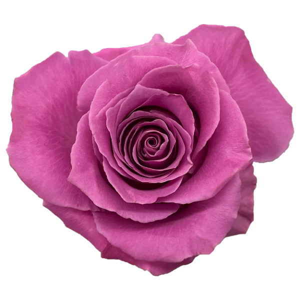 Roses Breathless