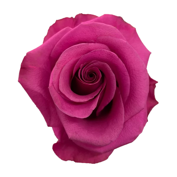 Roses Brezzer