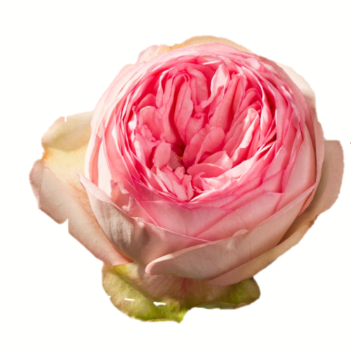 Garden Rose Bridal Piano
