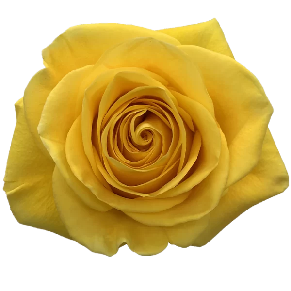 Roses Brighton