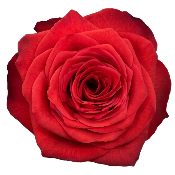 Roses Bromo