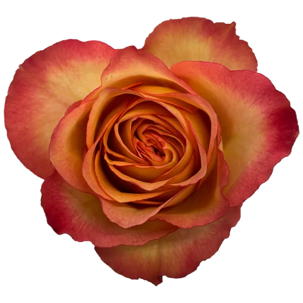 Roses Camaleon