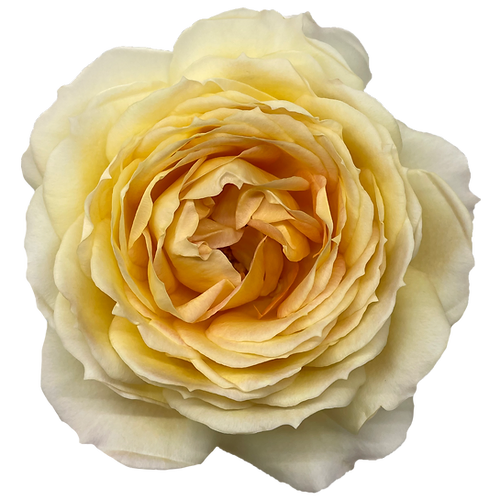Garden Rose Caramel Antike