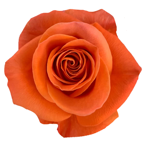 Roses Carnelian