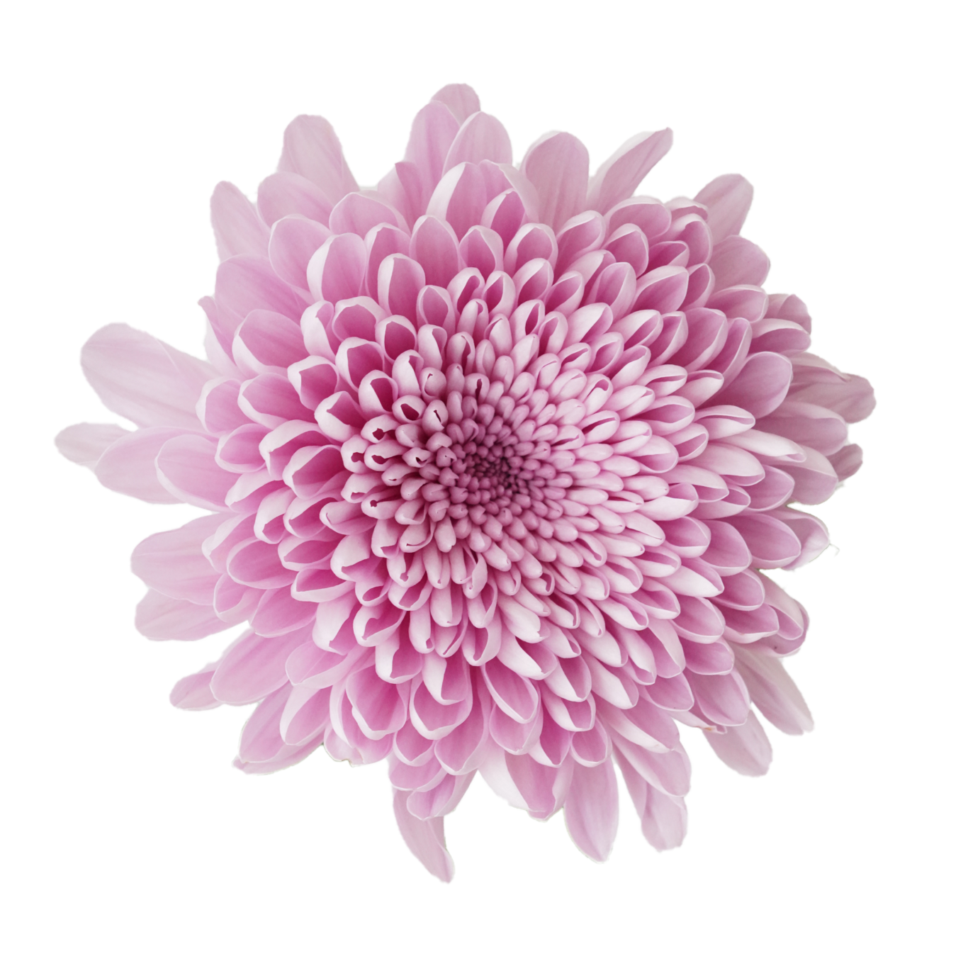 Chrysanthemums Cremon - EC Flowers