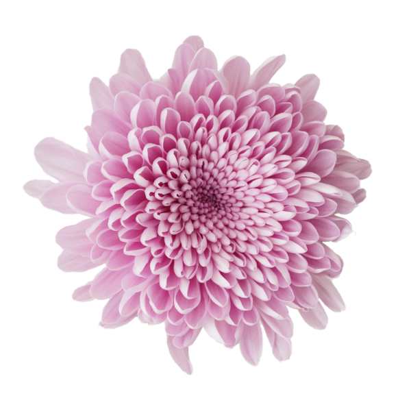 Chrysanthemums Cremon