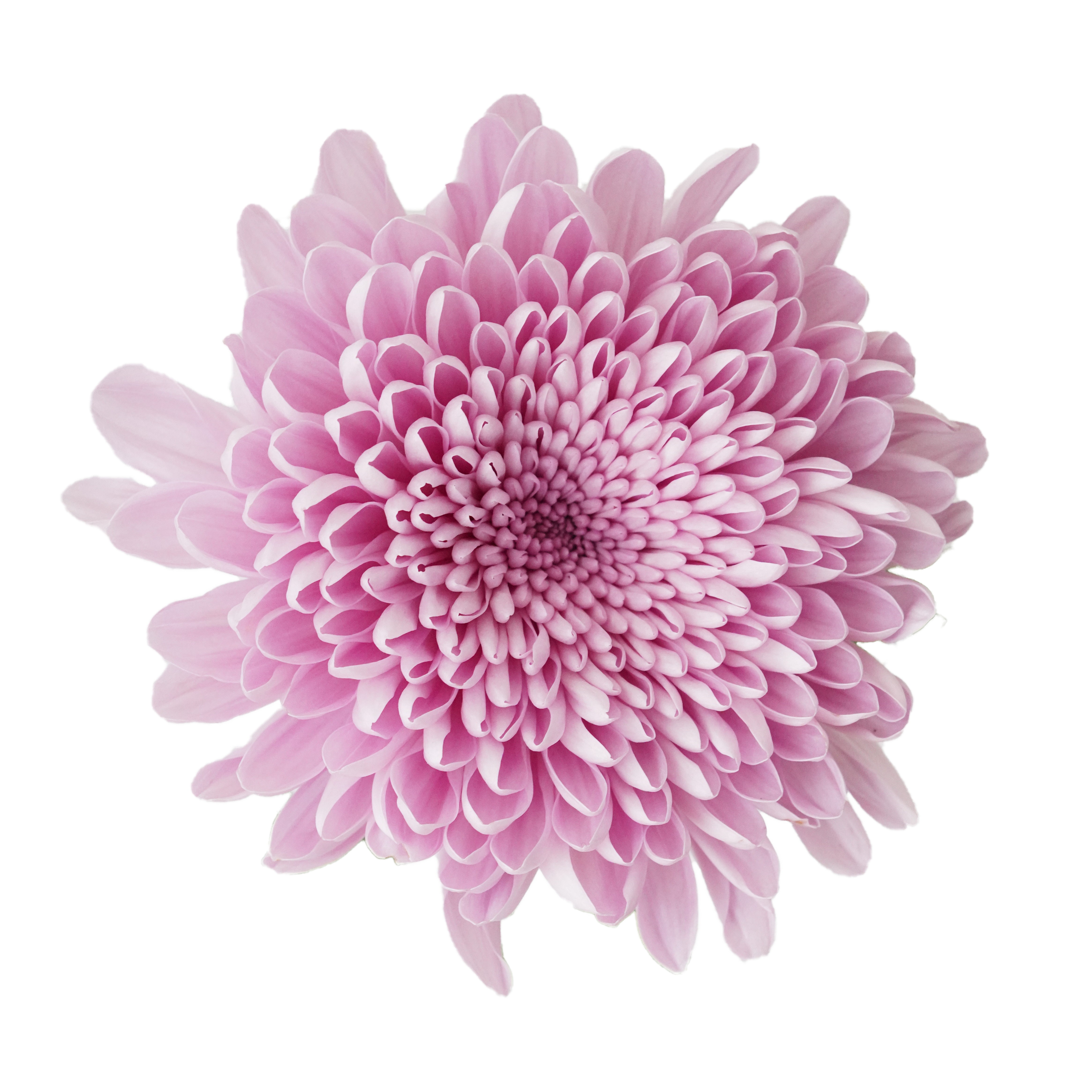 Chrysanthemums Cremon