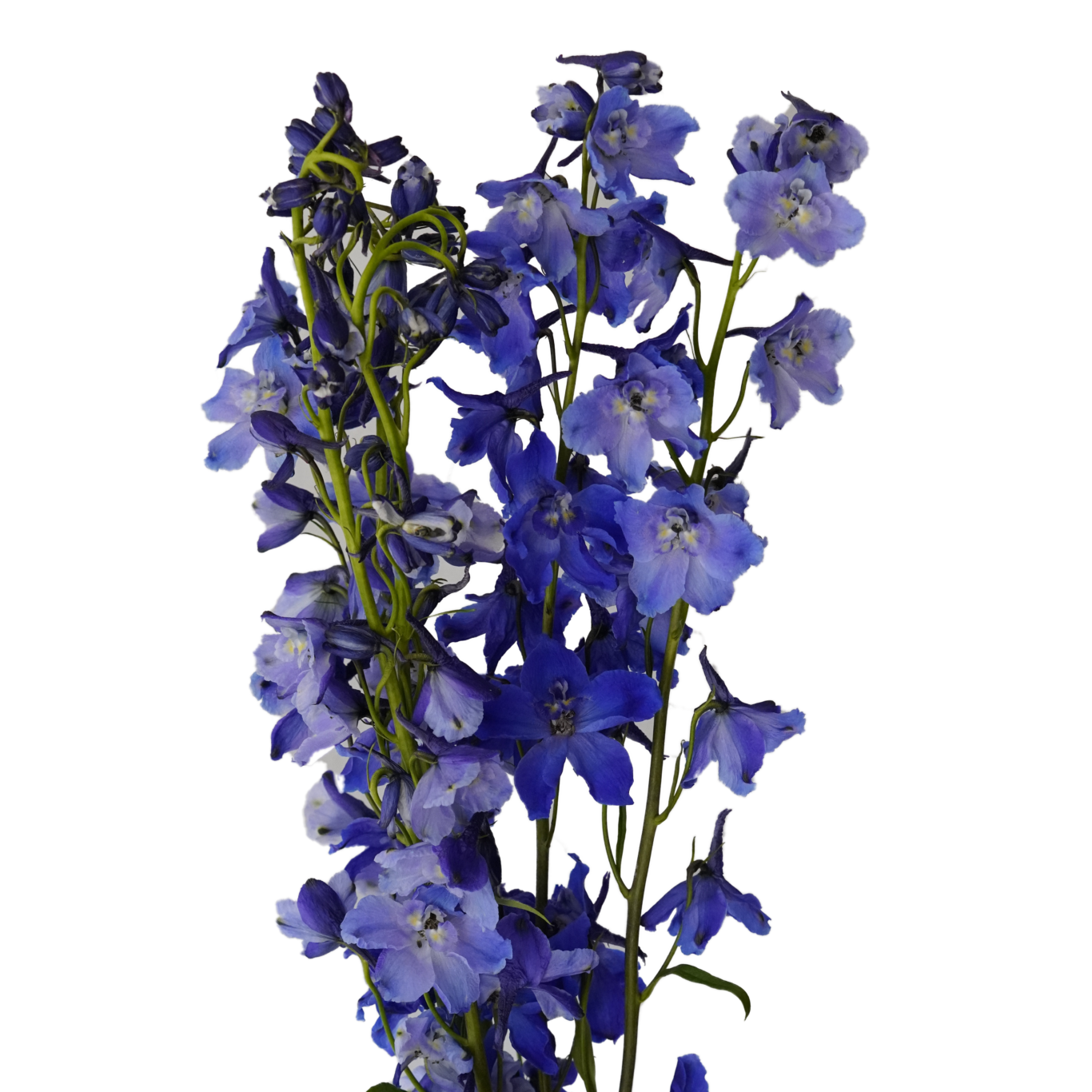 Delphinium EC Flowers