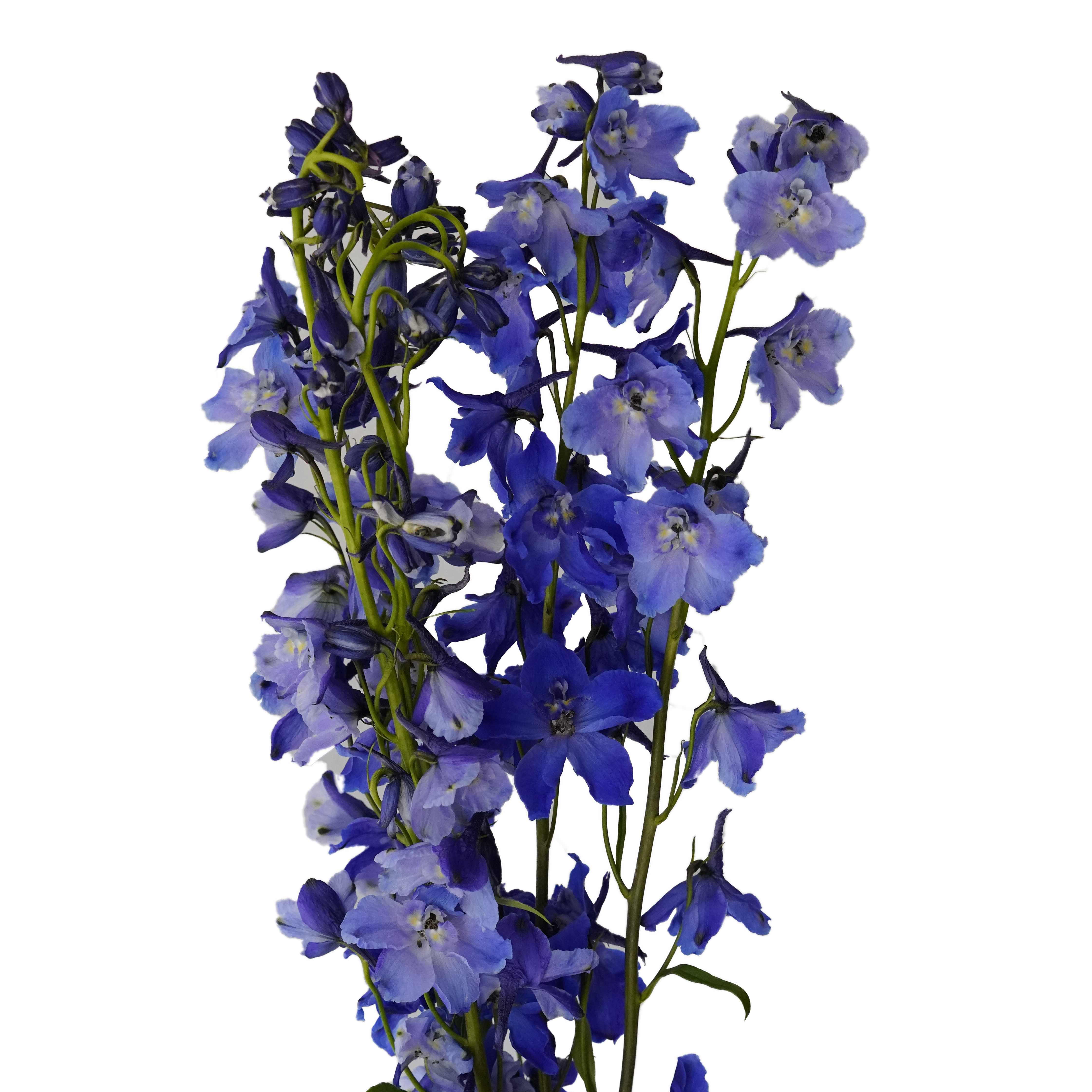 Delphinium