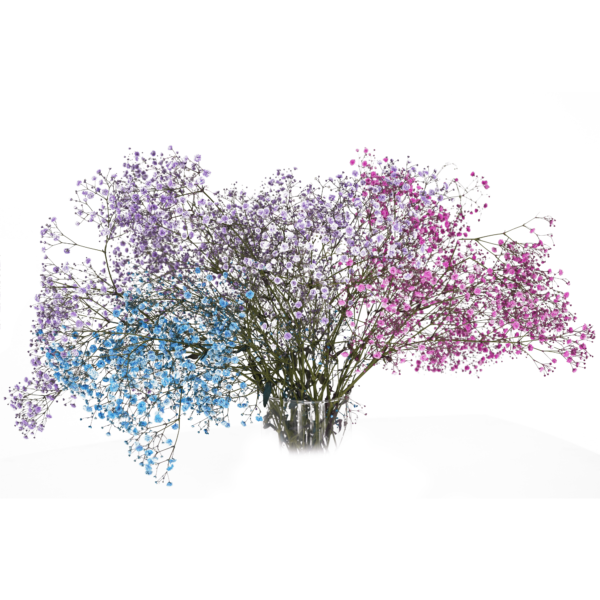 Gypsophila Xlence Dye