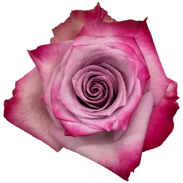 Roses Deep Purple