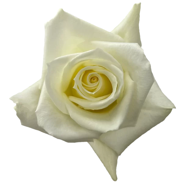 Roses Escimo