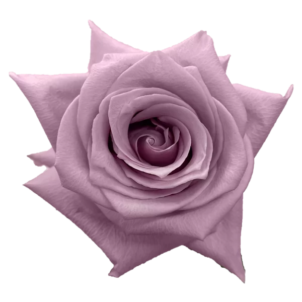 Roses Faith