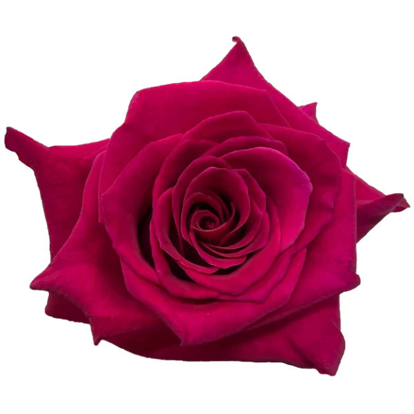 Roses Flash Baccara