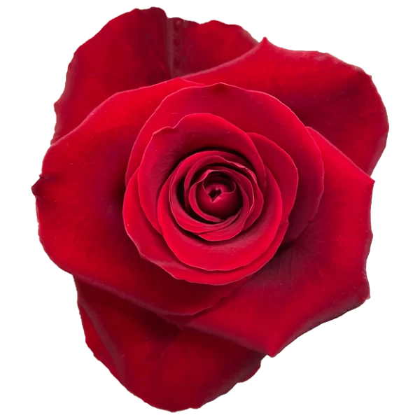 Roses Fortune