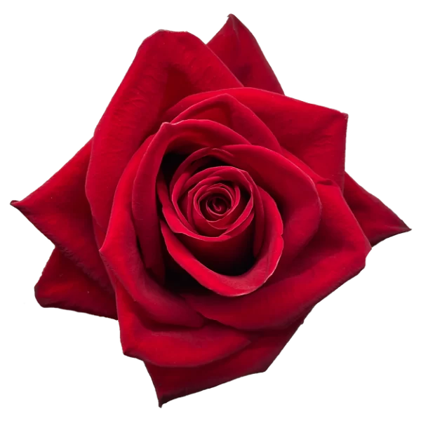 Roses Freedom