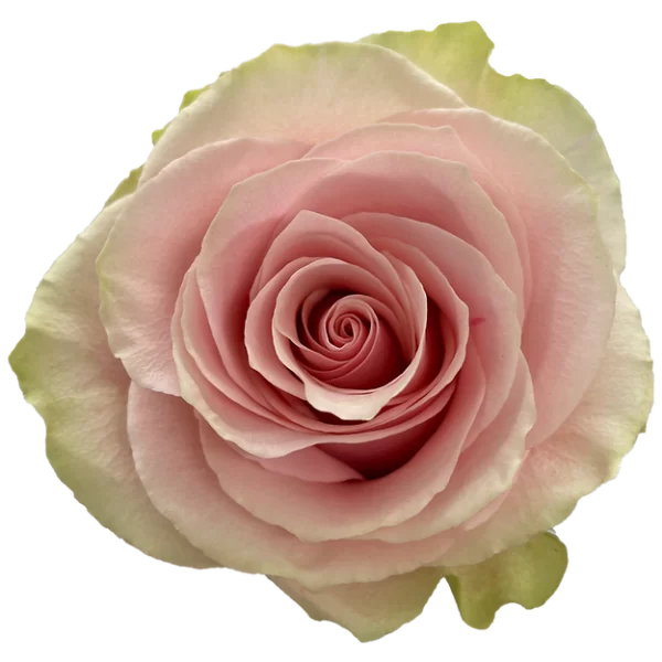 Roses Frutteto