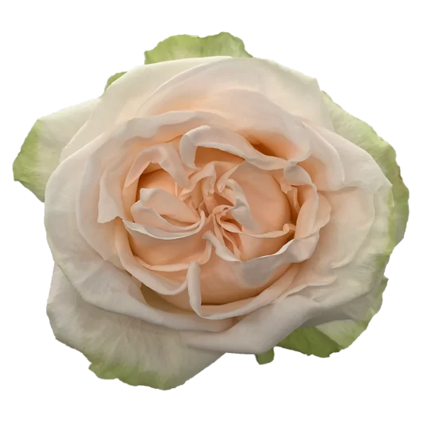Roses Garden Spirit