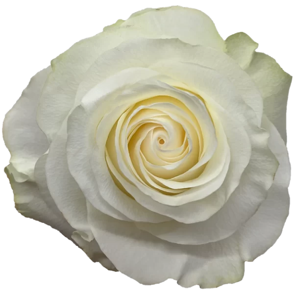 Roses Glacier