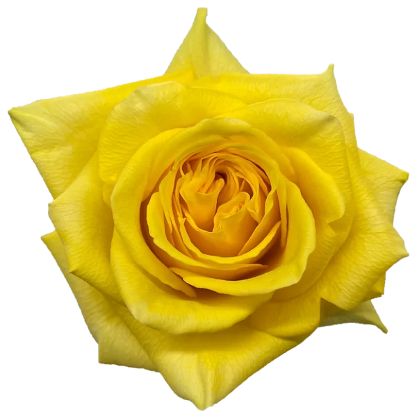 Roses Goldfinch
