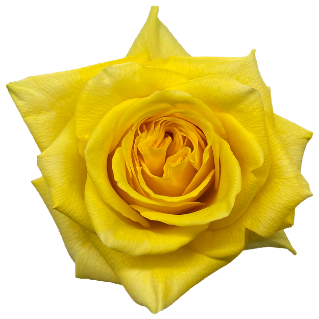 Roses Goldfinch