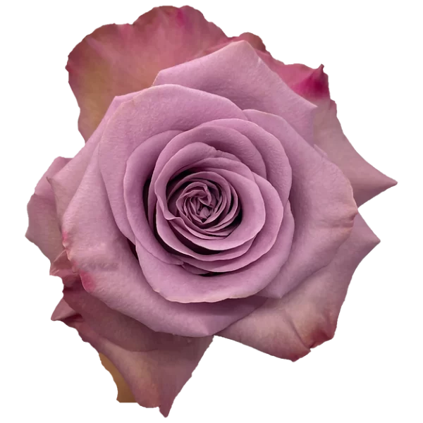 Roses Govinda