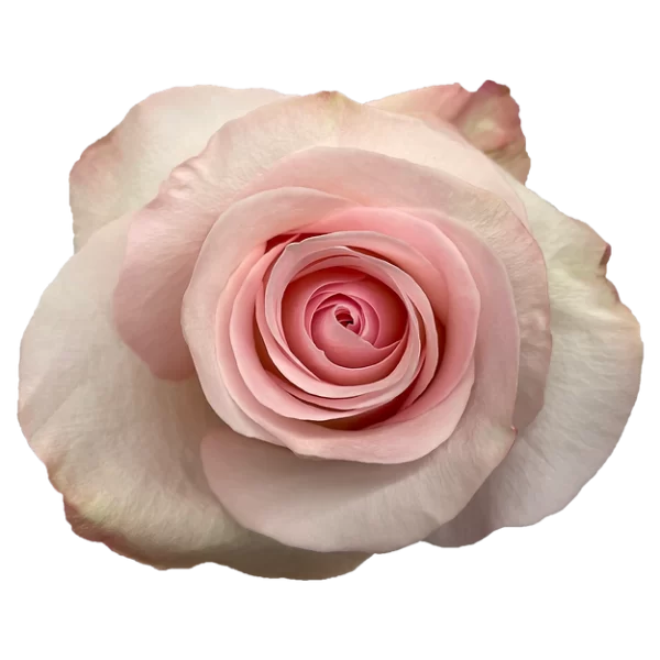 Roses Grateful