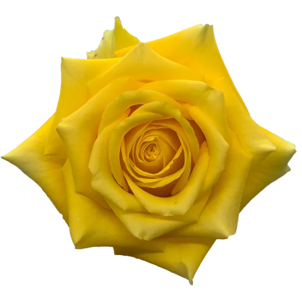 Roses High & Exotic