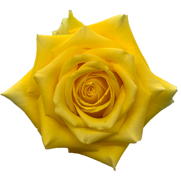 Roses High & Exotic
