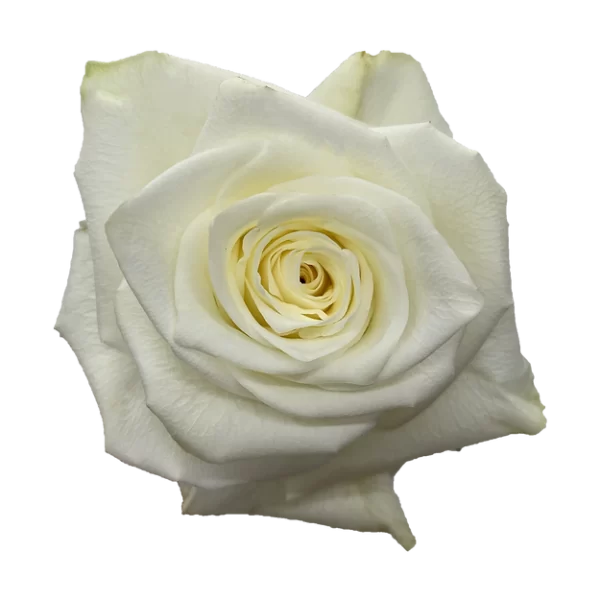 Roses Highlight