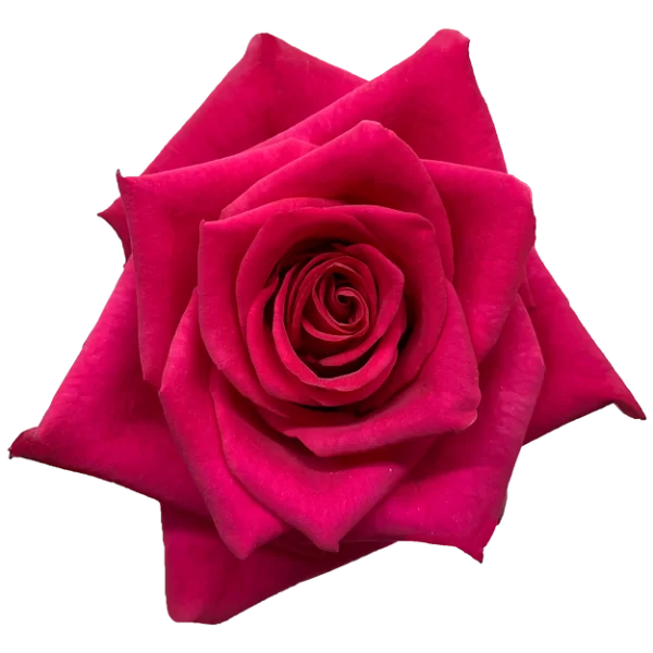 Roses Hot Explorer