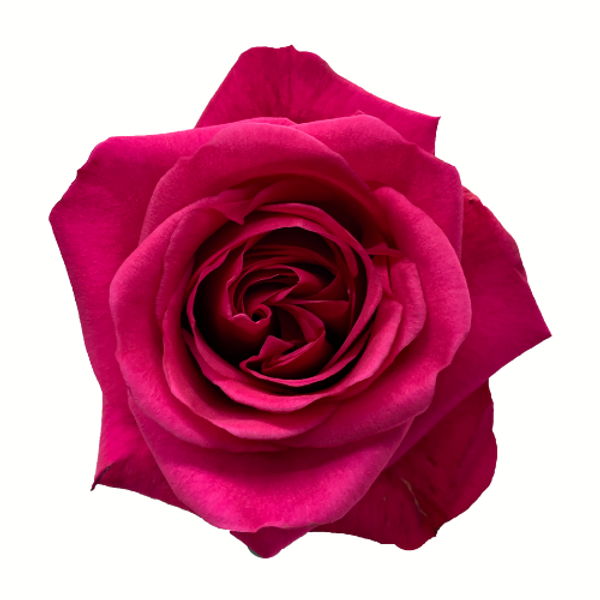 Roses Hot Party